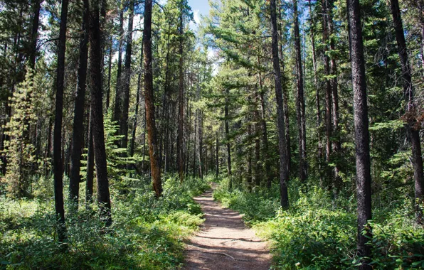 Nature, Wood, Trees, Sunlight, Daylight, Wilderness, Sharissa Johnson