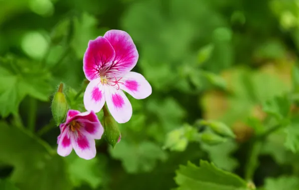 Greens, flower, summer, geranium, widescreen pictures, purple flower