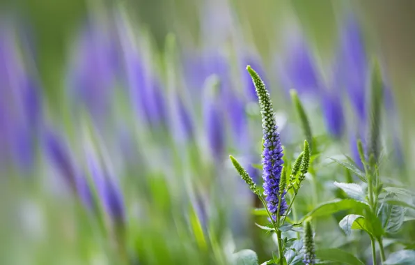 Flowers, Veronica, lilac, bokeh