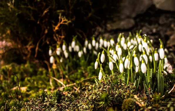 Light, flowers, branches, nature, the dark background, glade, moss, blur