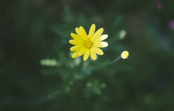 Flower, yellow, petals