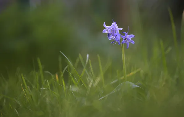 Picture flower, grass, flowers, blue, blur