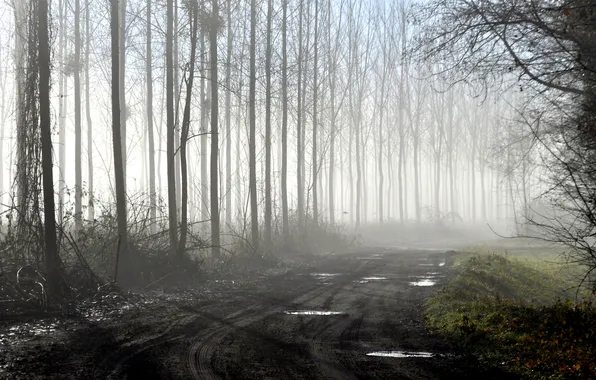 Road, trees, turn, dirt