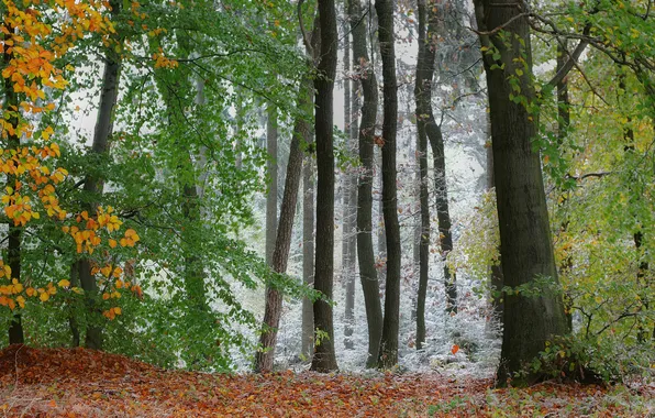 Frost, autumn, forest, grass, trees