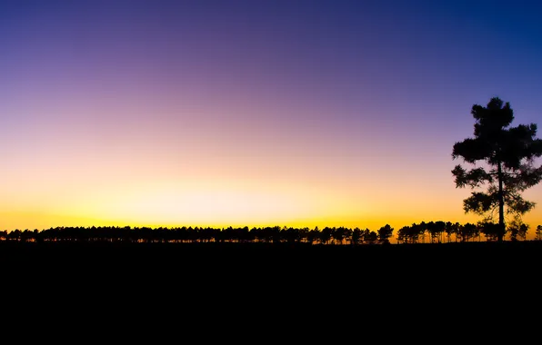 Forest, sunset, darkness
