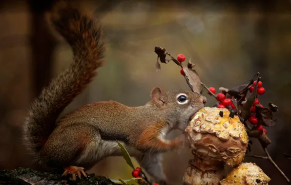 Picture berries, mushroom, protein, hunger