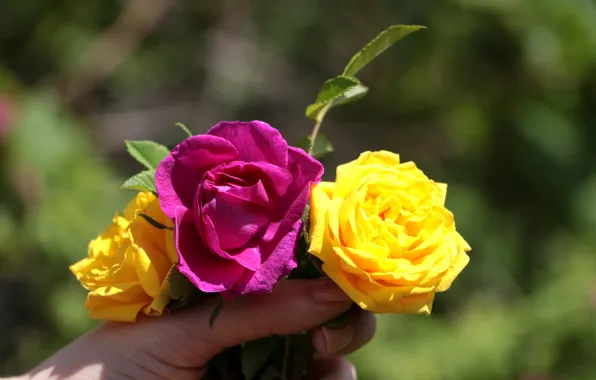 Summer, roses, Flowers, plants, briar