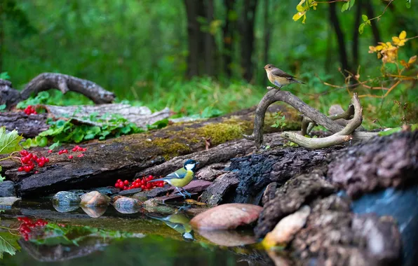 Forest, trees, bird, Dmitry Chudinin