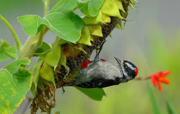 Picture macro, bird, sunflower, woodpecker, seeds