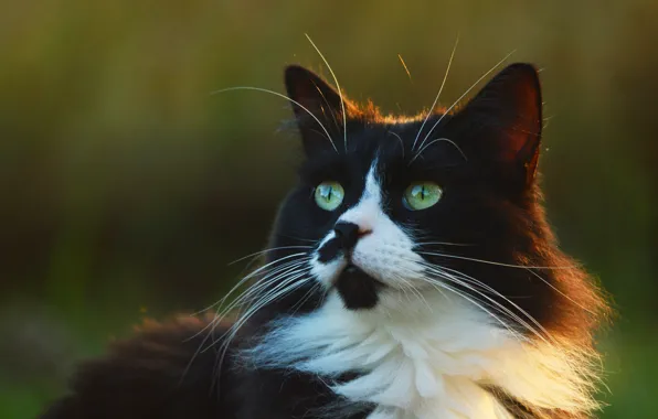 Picture cat, cat, look, face, light, nature, portrait, fluffy