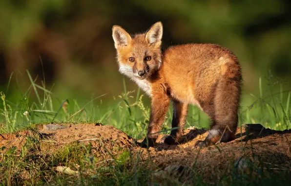 Summer, grass, look, light, pose, baby, Fox, Fox
