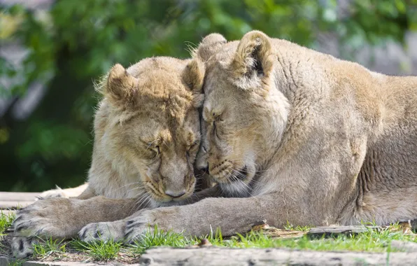 Picture cats, pair, lions, ©Tambako The Jaguar