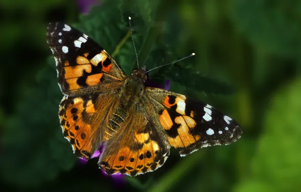 Macro, background, butterfly