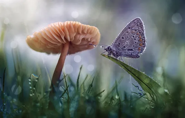 Grass, drops, macro, butterfly, mushroom, leaf, insect, bokeh