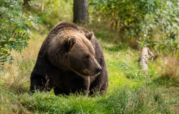 Forest, grass, nature, bear, walk, brown