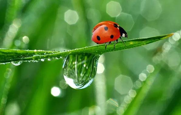 Drops, nature, Rosa, reflection, ladybug, crawling