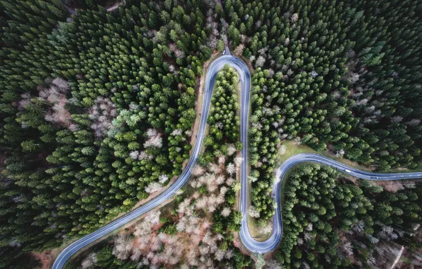 Road, forest, trees, nature, the view from the top