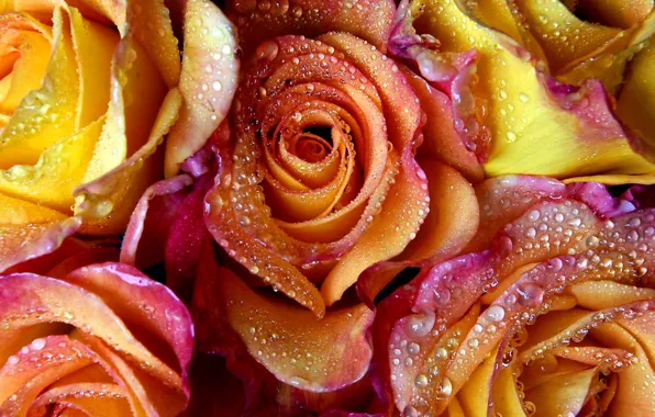 Water, drops, flowers, Rosa, roses, petals