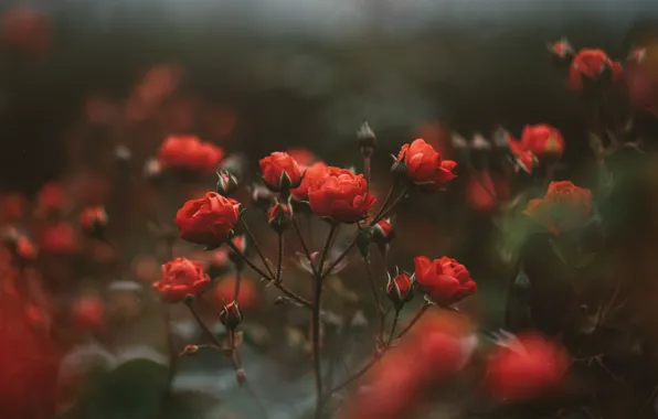 Flowers, Bush, roses, petals, red