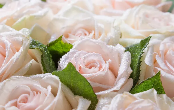 Leaves, drops, flowers, Rosa, roses, bouquet, gentle, white