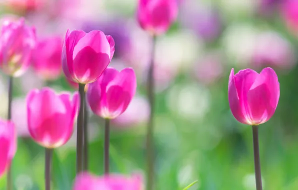 Picture spring, petals, stem, meadow, tulips