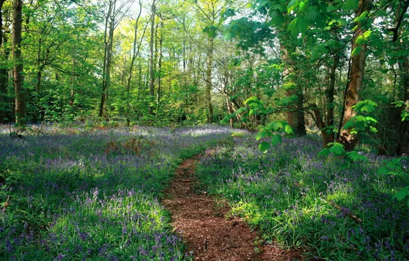 Spring, Forest, Meadow