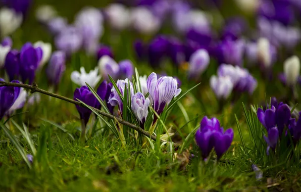 Picture grass, flowers, photo, spring, crocuses