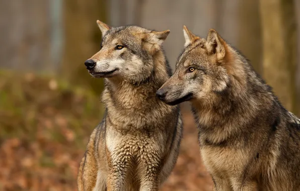 Wallpaper wolf, portrait, pair, wolves, grey, muzzle, two wolves for ...