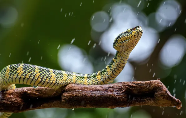 Look, rain, snake, Python, bitches