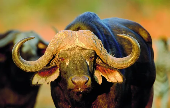 Picture look, Savannah, African Buffalo, Golden sunlight