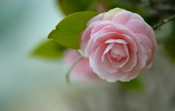 Flowers, pink, leaves, Camellia