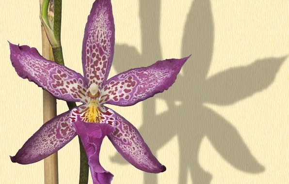 Picture flower, plant, shadow, petals