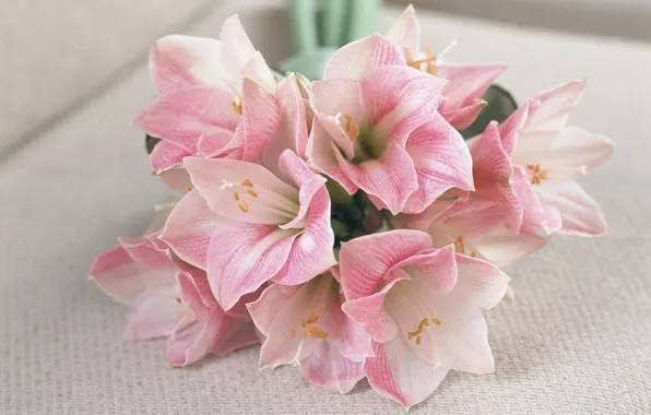 Picture flowers, bouquet, Hippeastrum