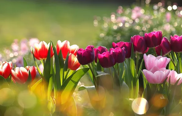 Picture flowers, tulips, different