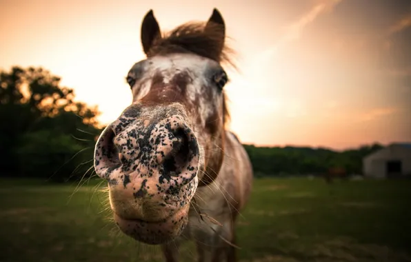 Picture face, background, horse