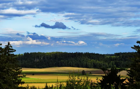 Field, forest, grass, clouds, trees, spruce