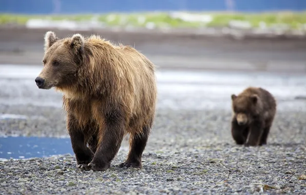 Family, bears, pair, bear, cub, mom, bear