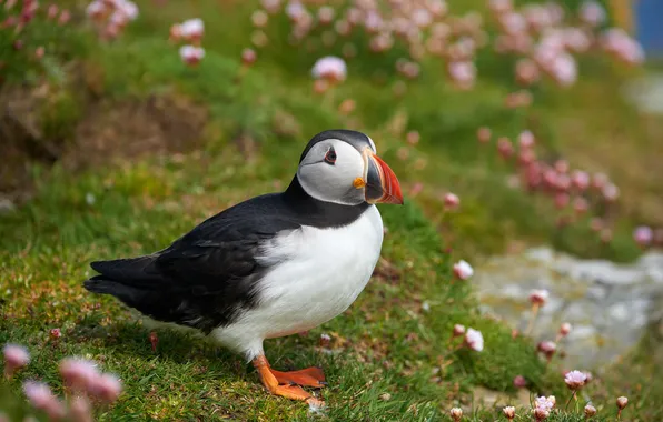 Grass, flowers, bird, beak, stalled