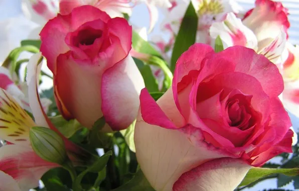 Picture rose, Lily, bouquet, petals, Bud