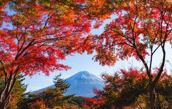 Autumn, the sky, trees, branch, foliage, view, mountain, Japan