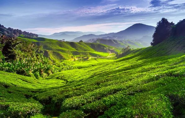 Greens, field, mountains, tea, plantation