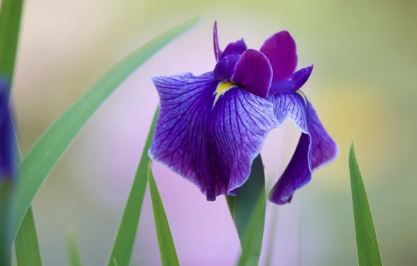 Picture purple, leaves, flowers, one, light background, lilac, iris