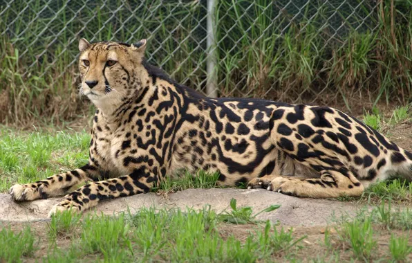 Picture cat, Cheetah, king Cheetah