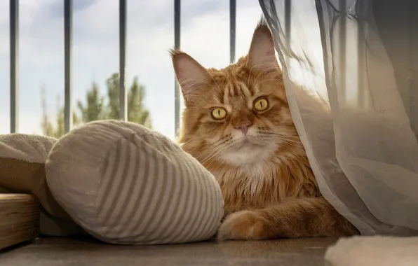 Cat, cat, look, pose, portrait, grille, window, red