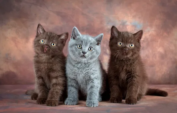 Cats, kitty, grey, kittens, trio, photoshoot, British, chocolate