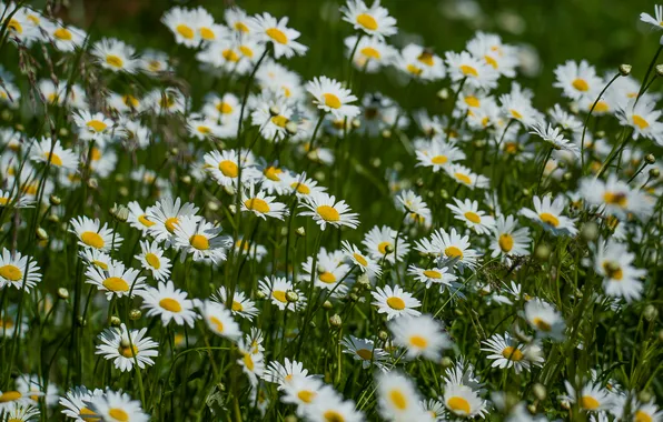 Summer, nature, mood, chamomile, wildflowers