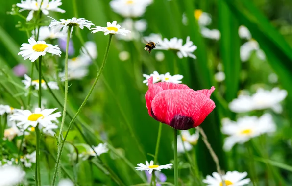 Greens, flower, summer, leaves, flowers, bee, Mac, Maki