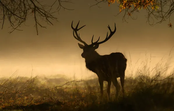 Picture field, autumn, forest, grass, branches, fog, foliage, deer
