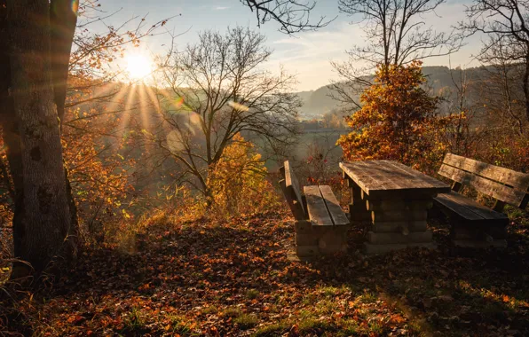 Autumn, tree, shore, foliage, table, pond, benches, solche