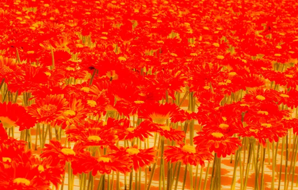 Field, carpet, petals, meadow